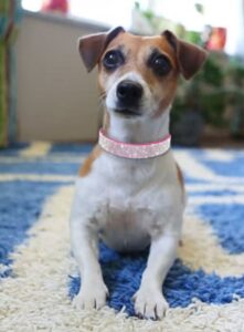 Collar de perro de diamantes de imitación